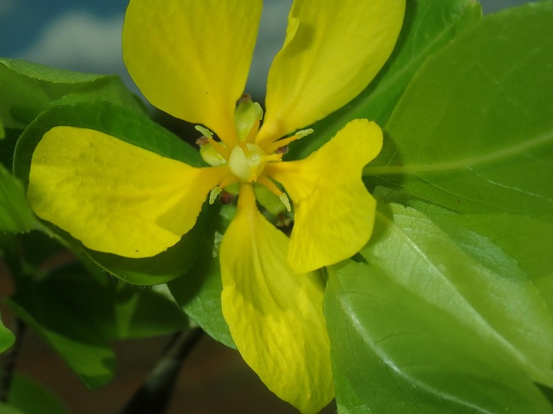 Arboa integrifolia photo 5