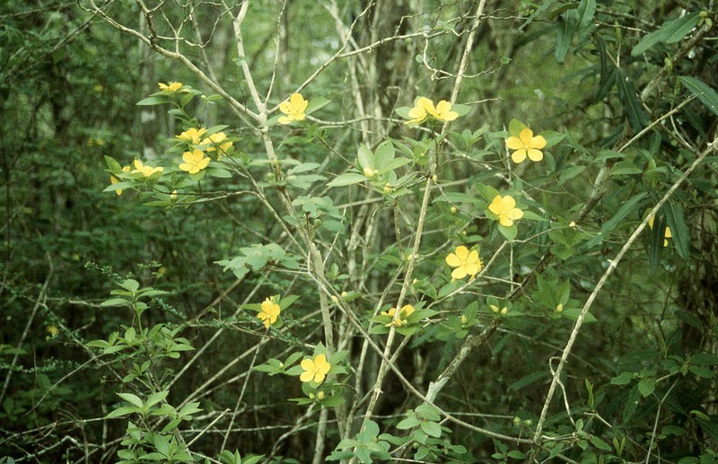Arboa integrifolia photo 6