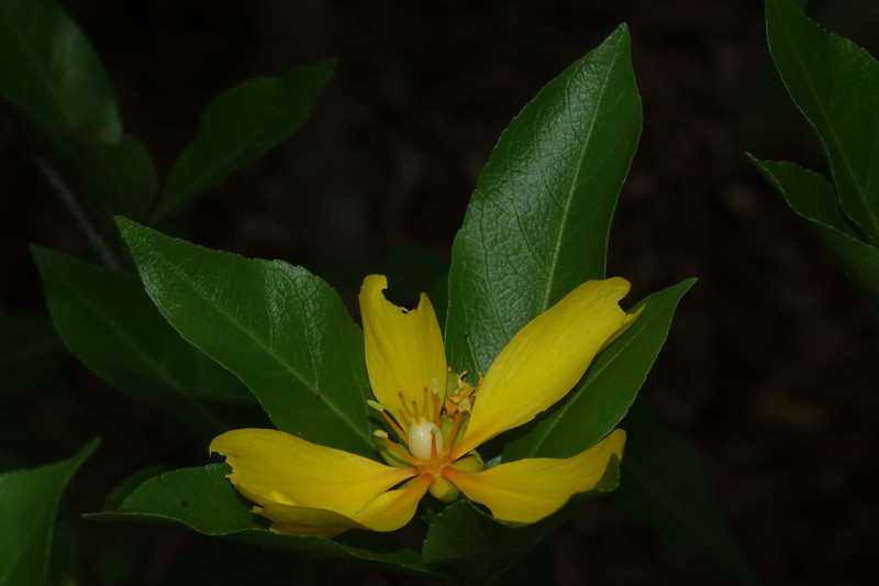 Arboa integrifolia photo 7