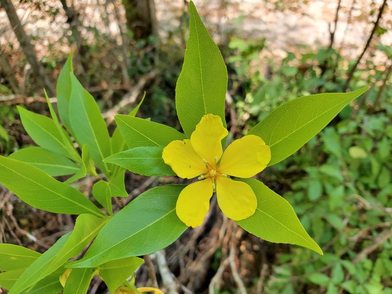 Arboa integrifolia photo 8