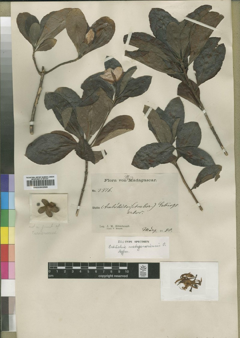 Arboa madagascariensis photo 5