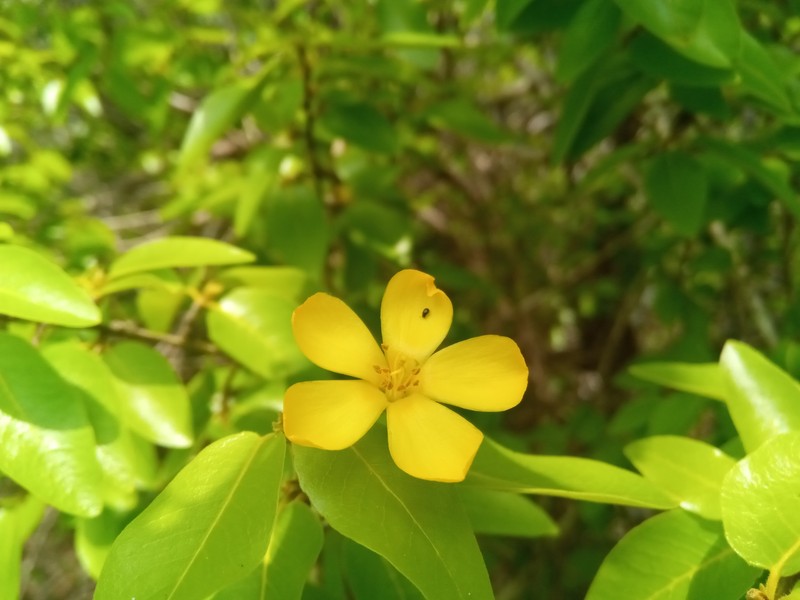 Arboa madagascariensis photo 3