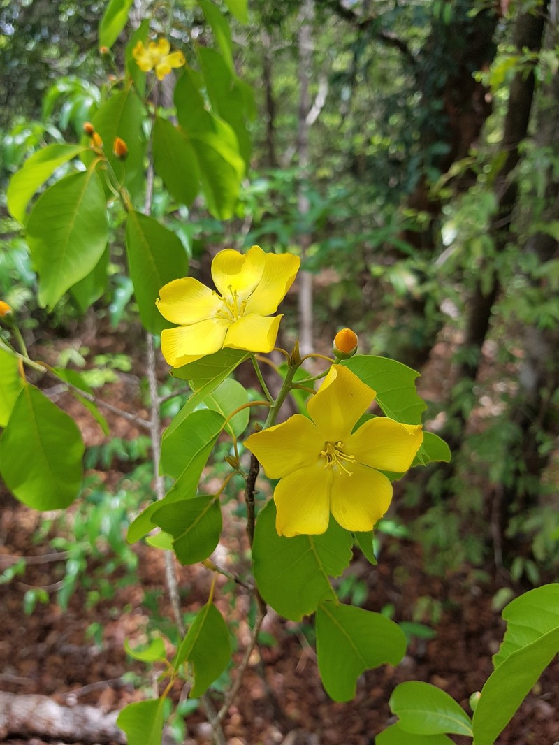 Arboa madagascariensis photo 4