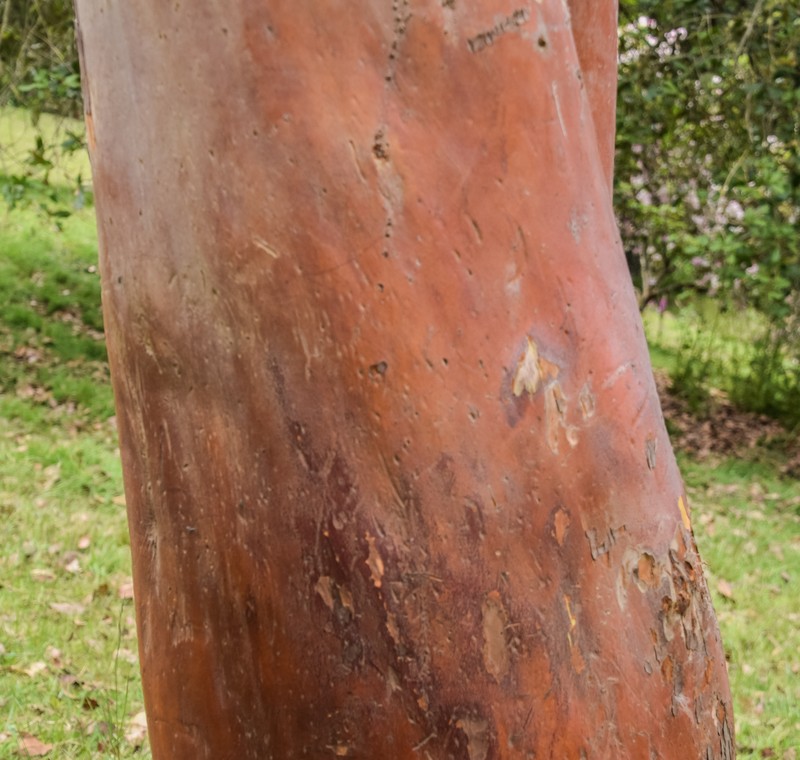 Arbutus × andrachnoides photo 2