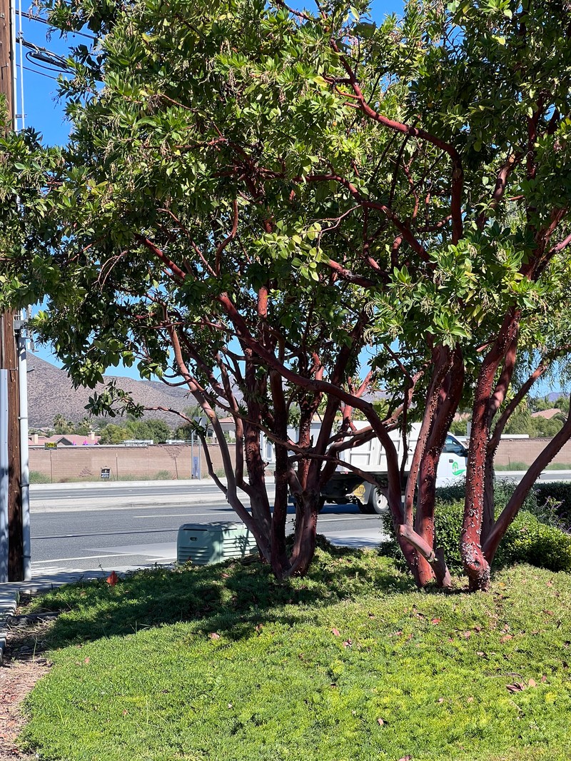 Arbutus × andrachnoides photo 3