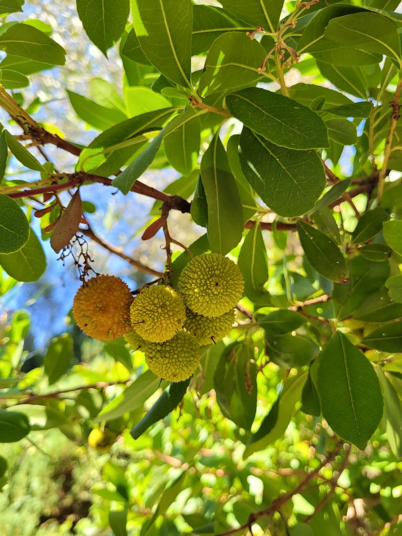 Arbutus × andrachnoides photo 4