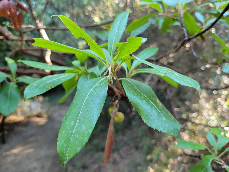 Arbutus × andrachnoides photo 5