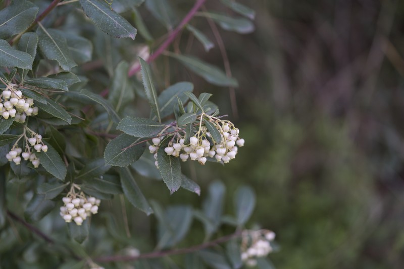 Arbutus × andrachnoides photo 6