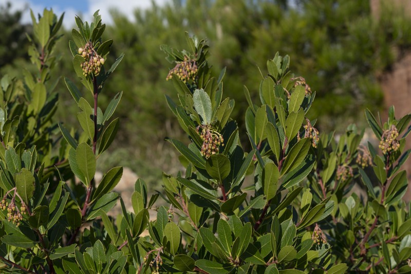 Arbutus × andrachnoides photo 7