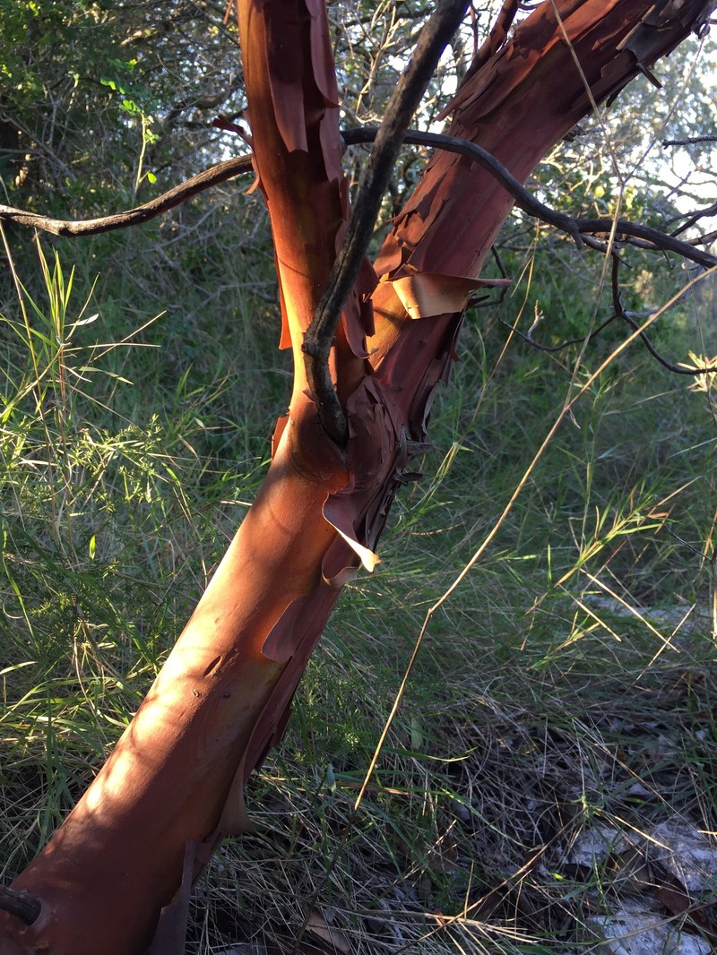 Arbutus × andrachnoides photo 8
