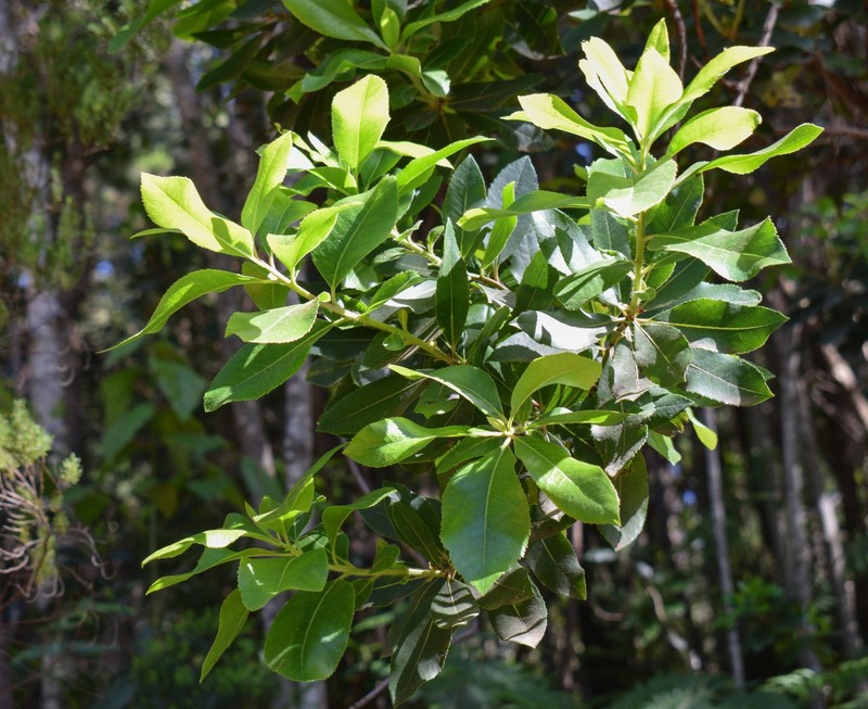 Arbutus × androsterilis