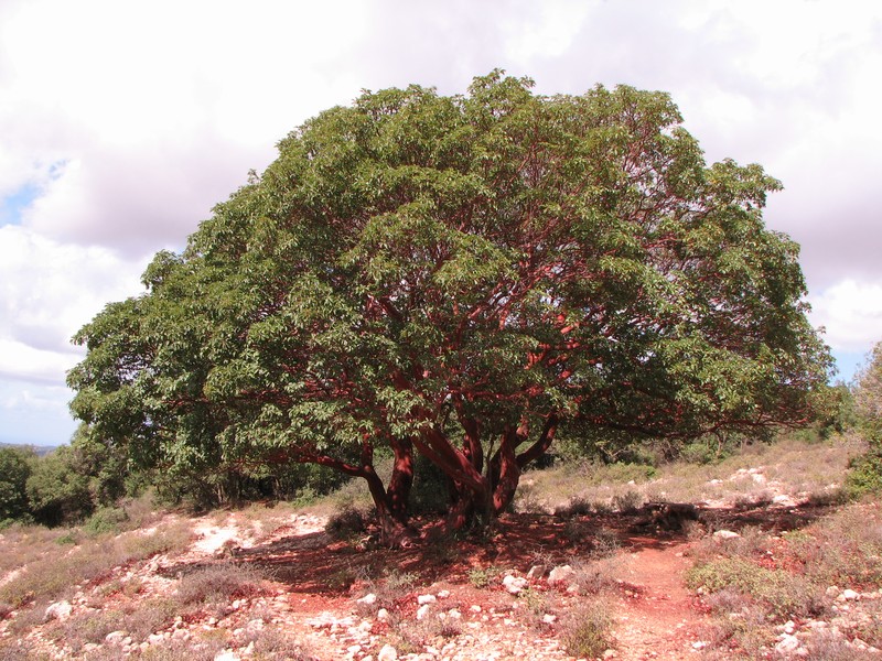 Arbutus andrachne photo 2