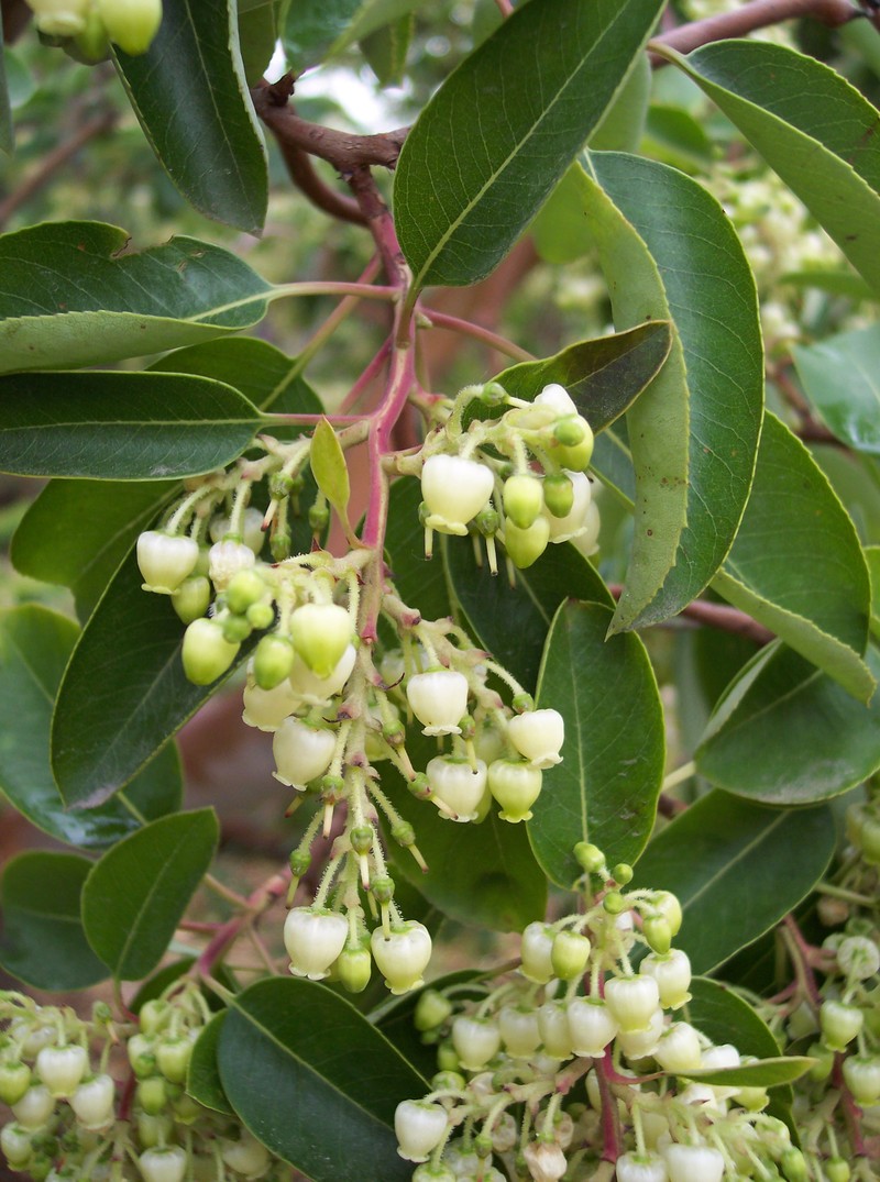 Arbutus andrachne photo 3