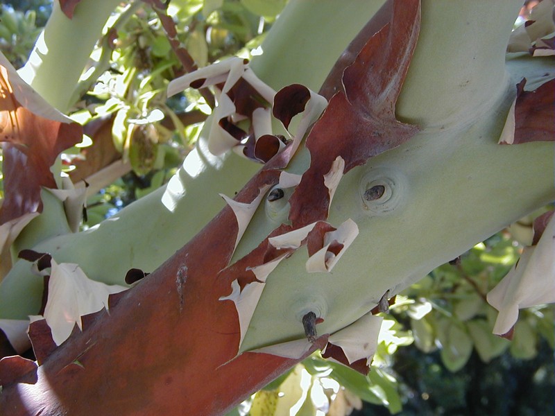 Arbutus andrachne photo 4