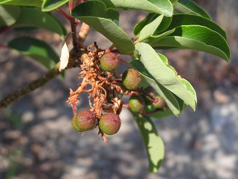 Arbutus andrachne photo 5