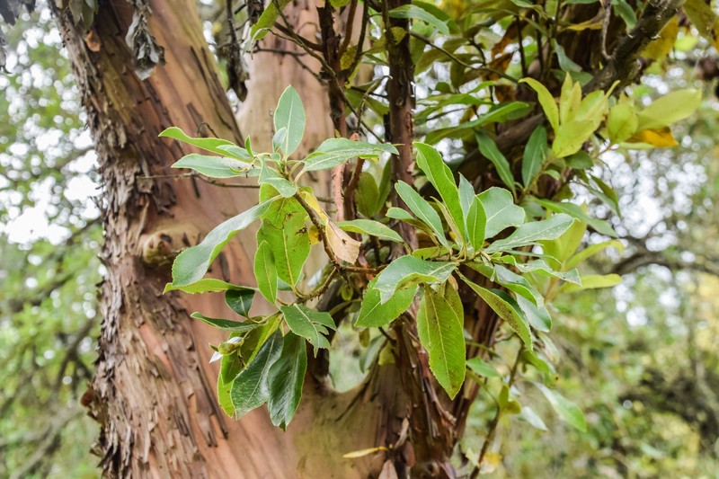 Arbutus andrachne photo 6