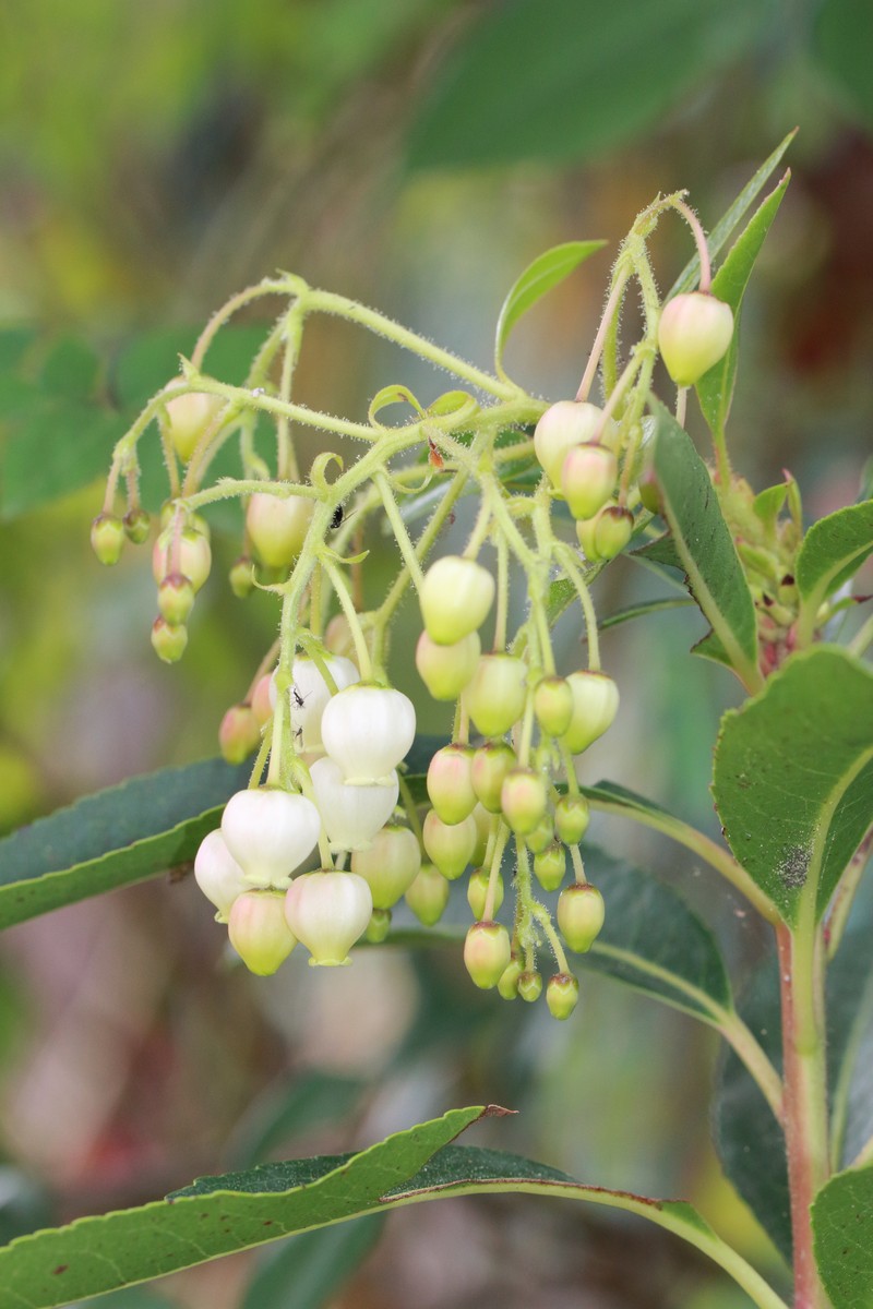 Arbutus andrachne photo 7