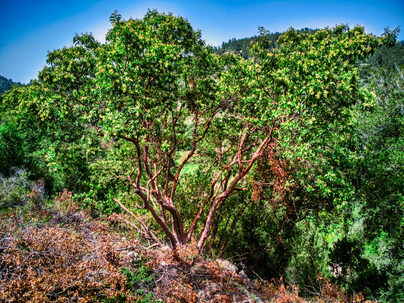 Arbutus andrachne photo 8