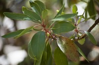 Arizona Madrone