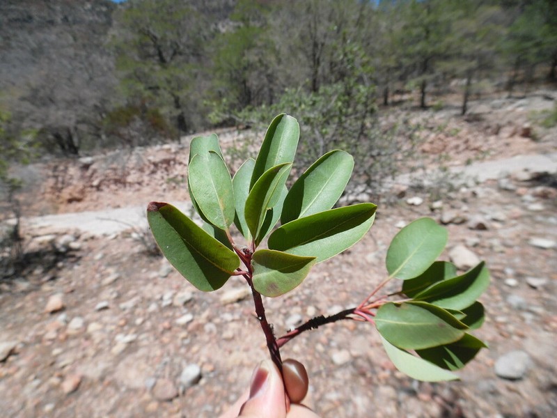 Arizona Madrone photo 3