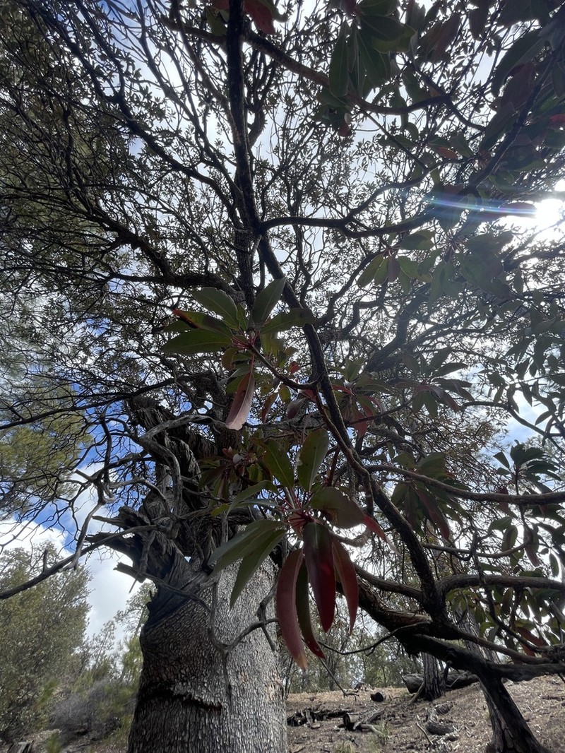 Arizona Madrone photo 4