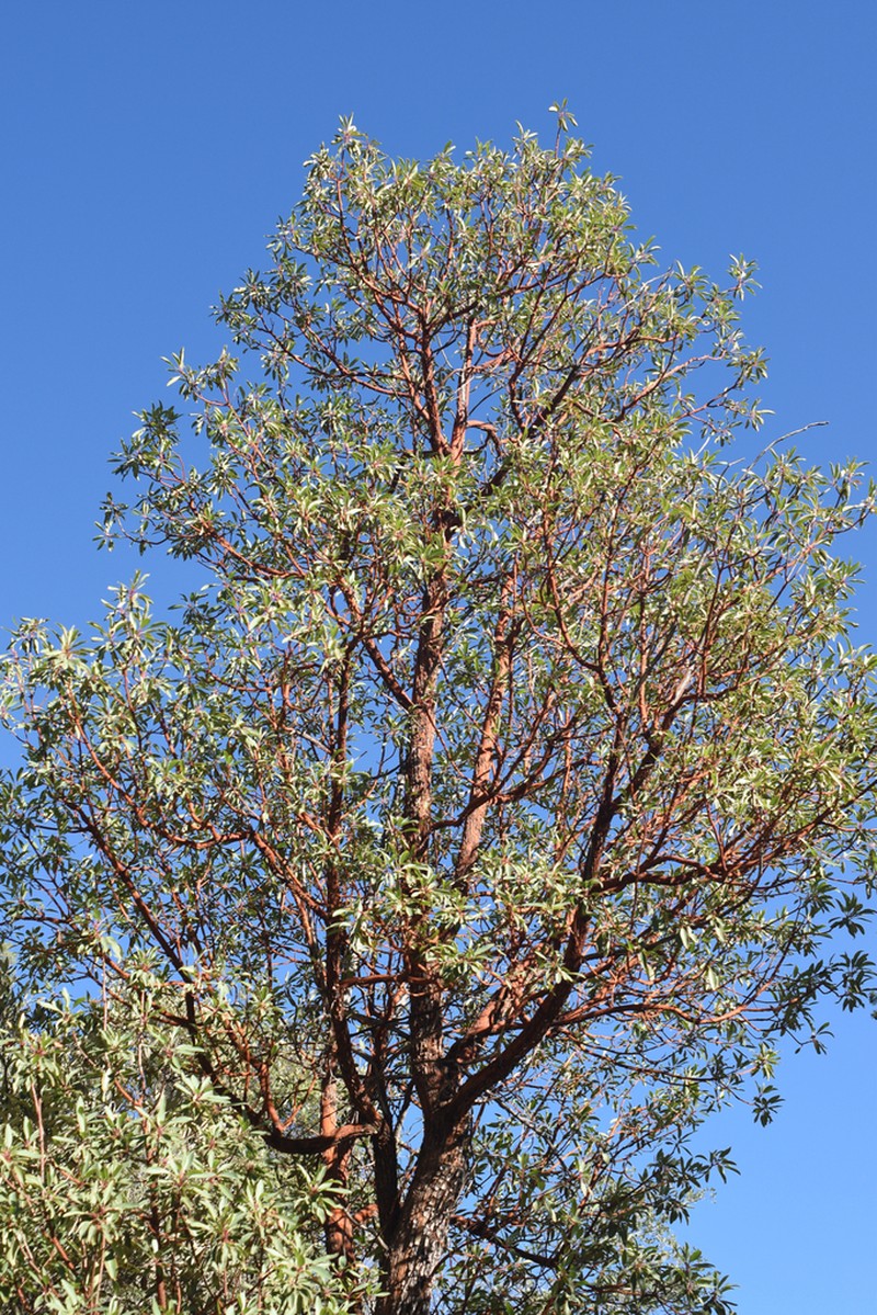 Arizona Madrone photo 5