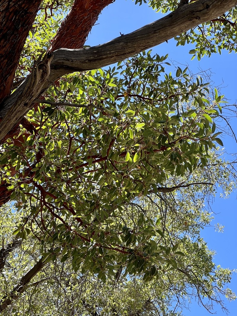 Arizona Madrone photo 6