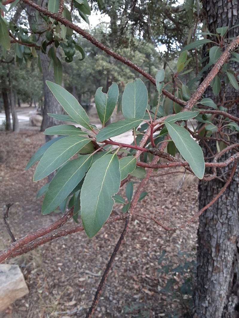 Arizona Madrone photo 7