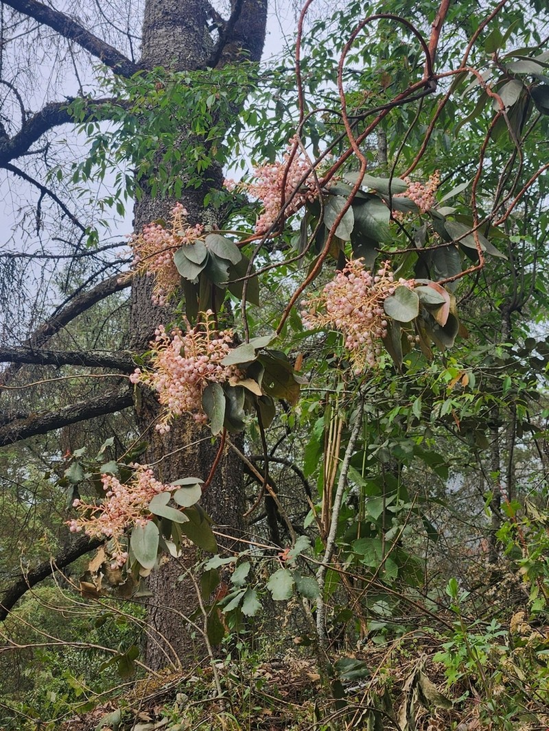 Arbutus bicolor