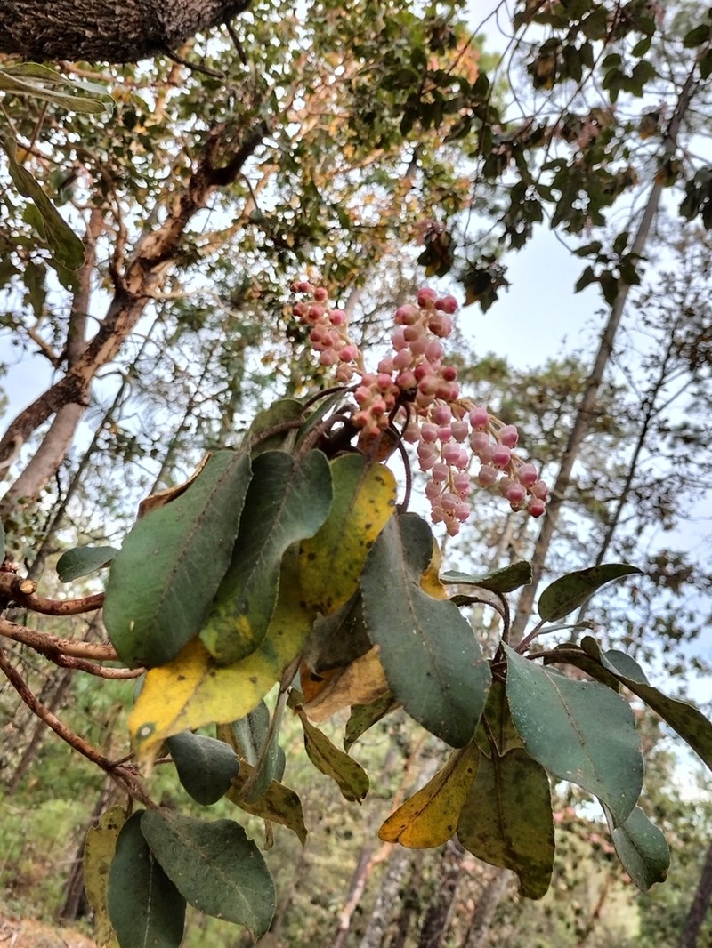 Arbutus bicolor photo 2