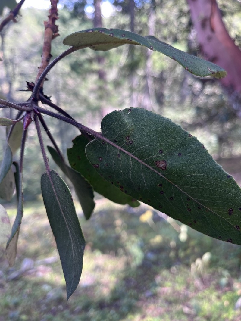 Arbutus bicolor photo 3