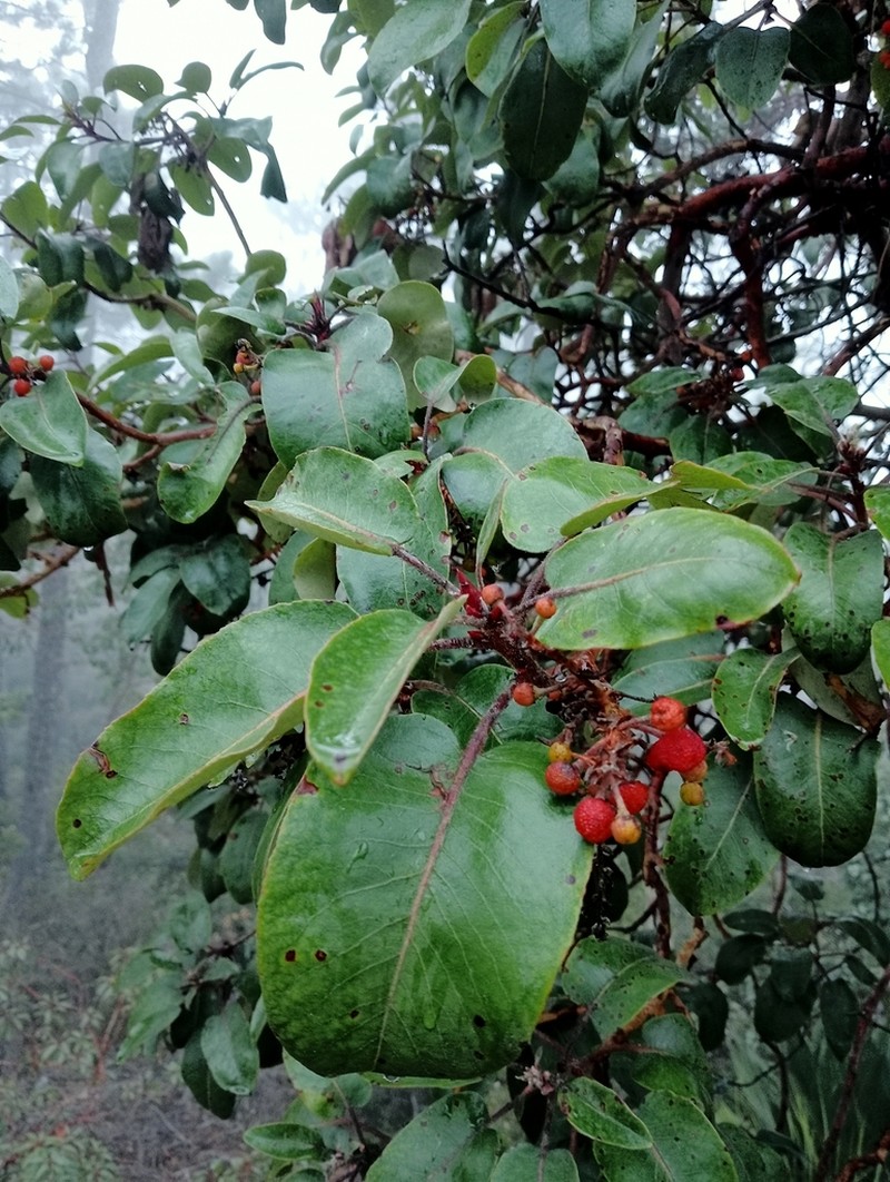 Arbutus bicolor photo 4