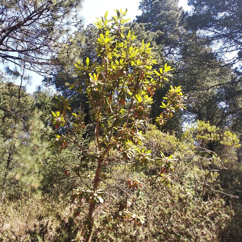 Arbutus bicolor photo 5