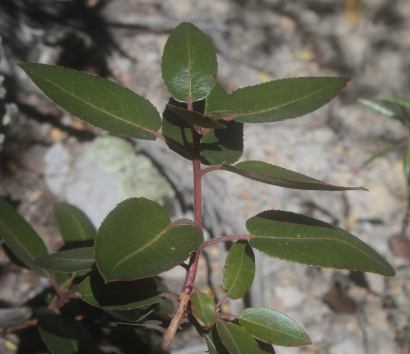 Arbutus bicolor photo 6