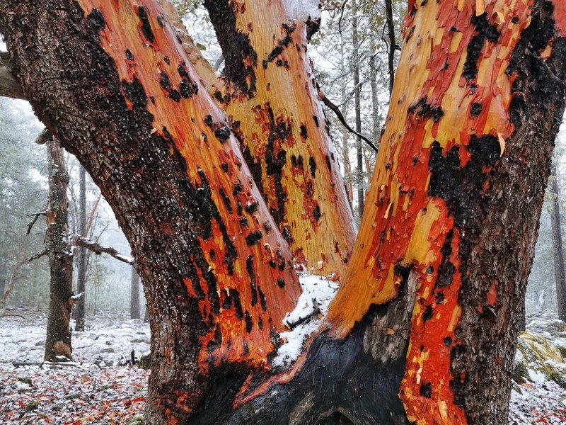 Arbutus bicolor photo 7