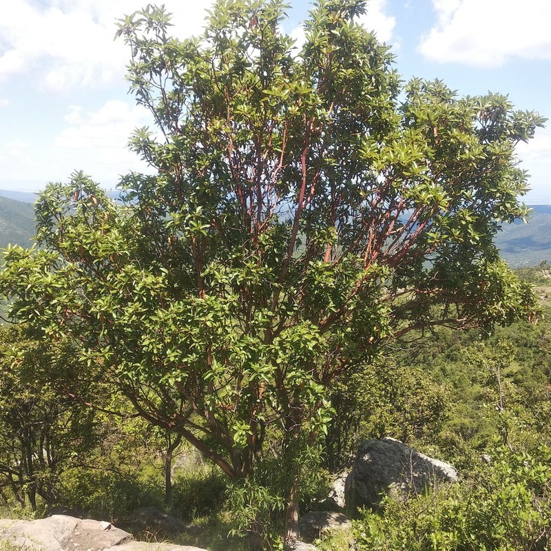 Arbutus bicolor photo 8