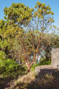 Arbutus canariensis