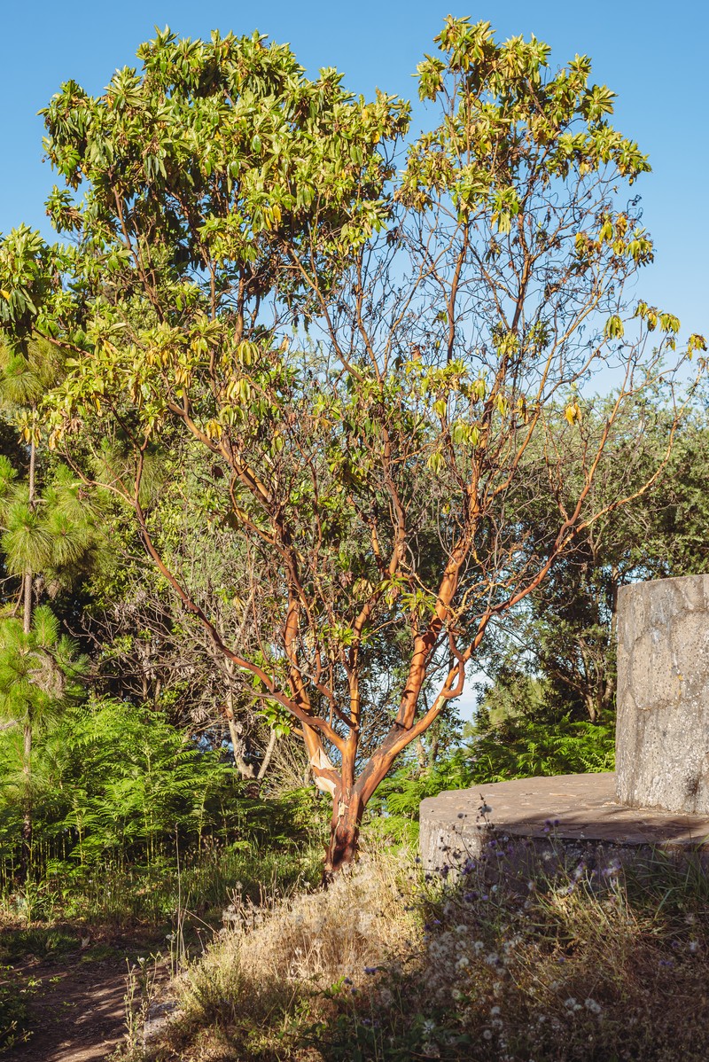 Arbutus canariensis