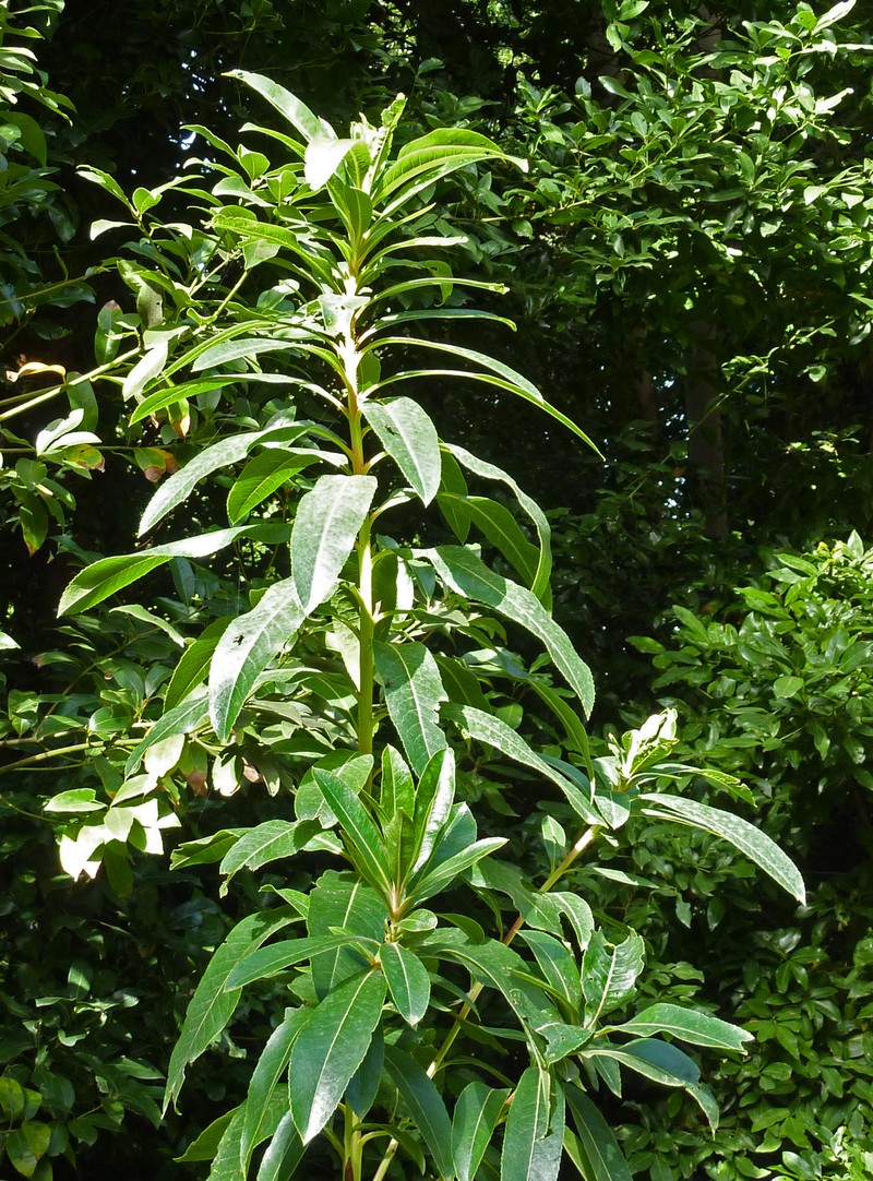 Arbutus canariensis photo 2