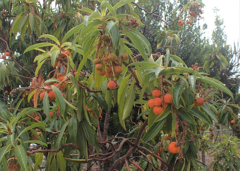 Arbutus canariensis photo 3