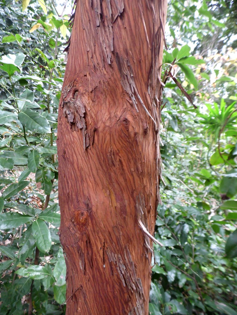 Arbutus canariensis photo 4