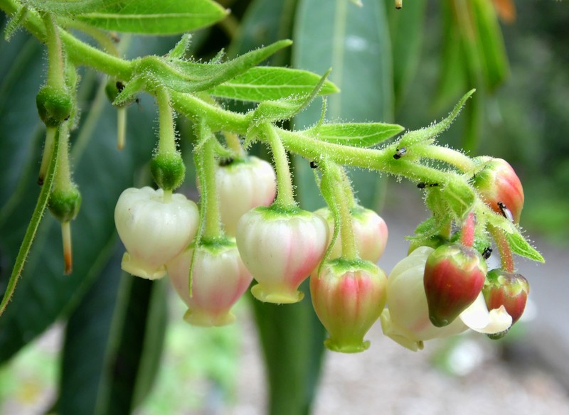 Arbutus canariensis photo 5