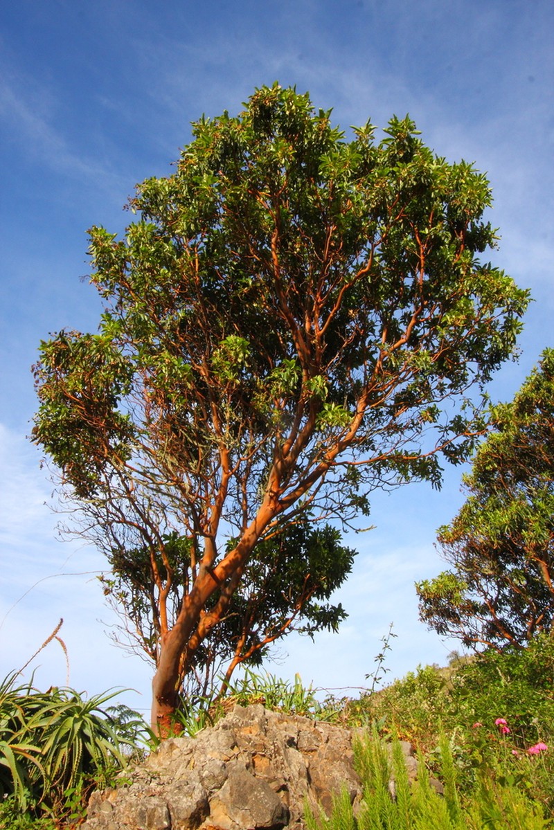 Arbutus canariensis photo 7
