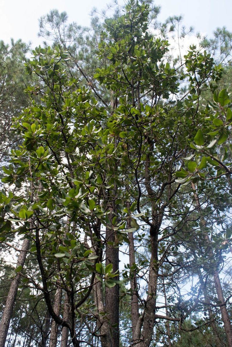 Arbutus madrensis photo 2