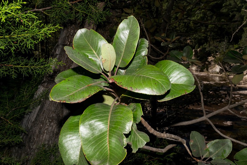 Arbutus madrensis photo 3