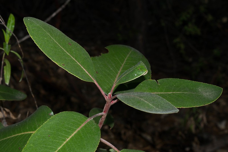 Arbutus madrensis photo 4
