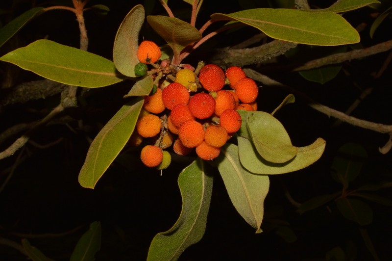 Arbutus madrensis photo 5