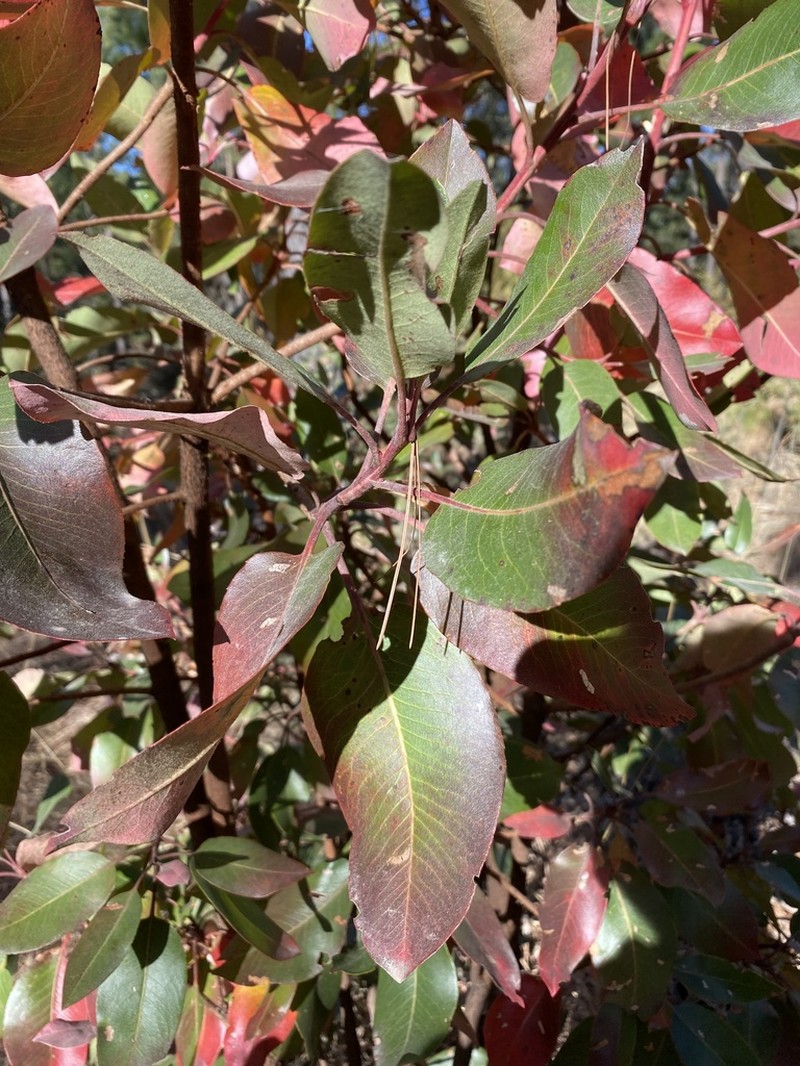 Arbutus madrensis photo 6