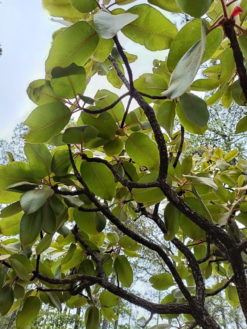 Arbutus madrensis photo 7
