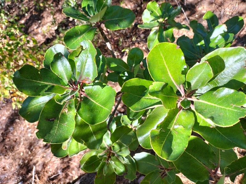 Arbutus madrensis photo 8